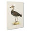 Northern Lapwing Bird by Von Wright - Wrapped Canvas Print-55310283