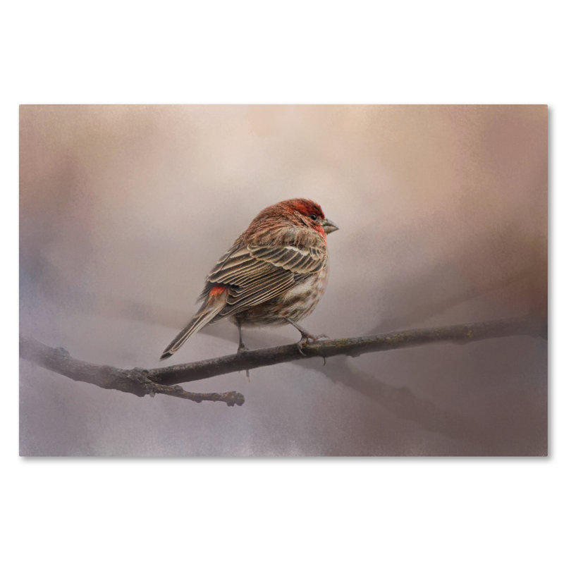 «House Finch in Jan», impression sur toile tendue Vidur, 16 po x 24 po