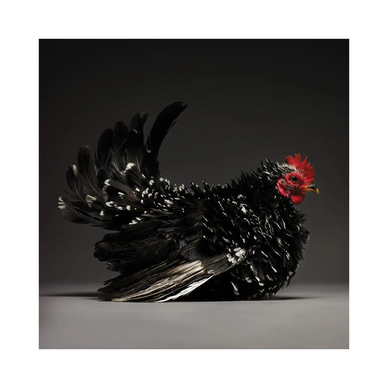 Japanese Bantam by CHICken - Wrapped Canvas Print, 66.04 cm H x 66.04 cm W x 3.175 cm D