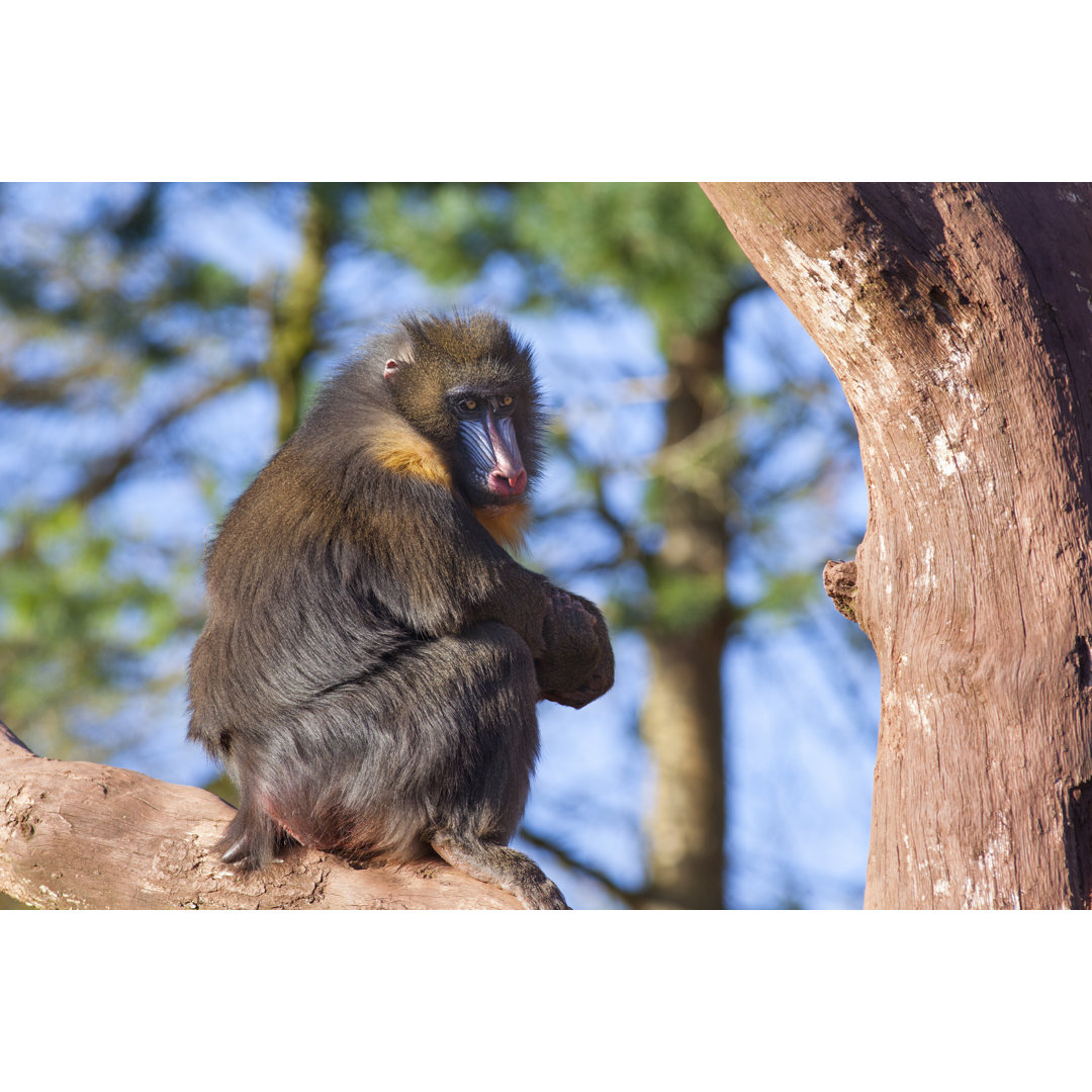 Männlicher Mandrill-Affe von Photoshopped - Druck auf Leinwand ohne Rahmen