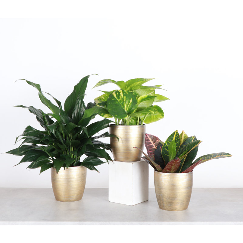 Plant in Pot, Gold