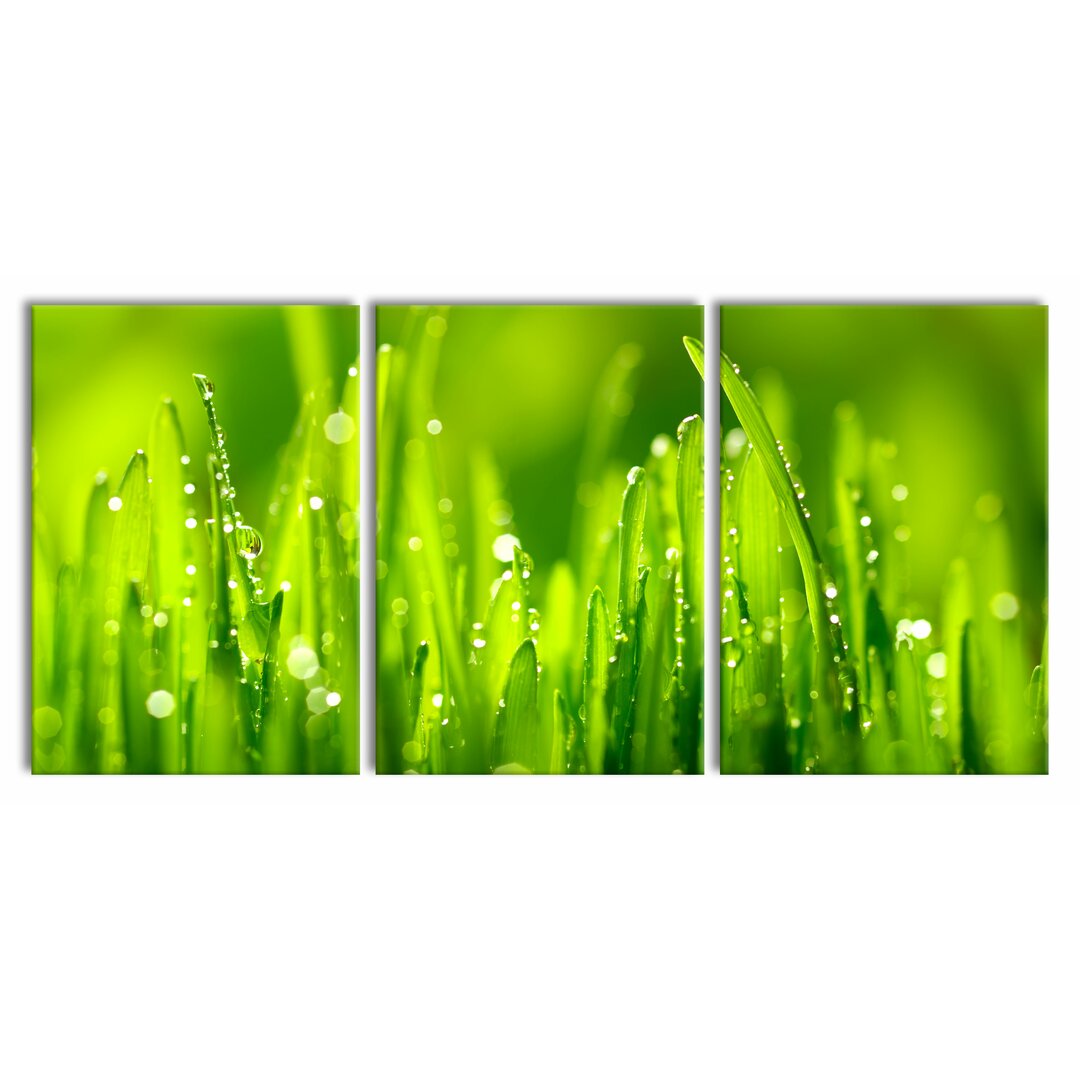 3-tlg. Leinwandbilder-Set Blades of Grass with Dew