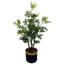 Eucalyptus Arrangement in Pot
