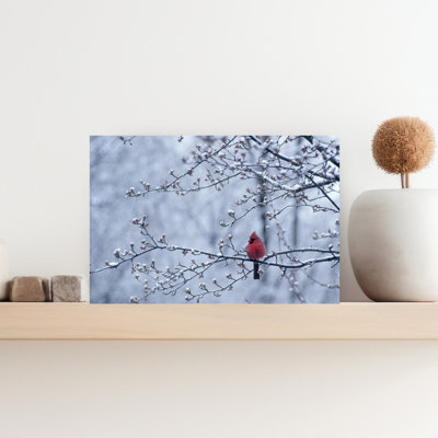 Cardinal assis dans un pommier au printemps avec la neige sur les branches et les bourgeons