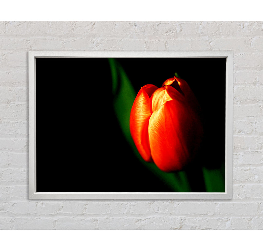 Tulip In Blazing Sun - Einzelner Bilderrahmen Kunstdrucke auf Leinwand