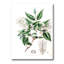 Vintage Botanicals X - peinture sur toile-59814215-59814220