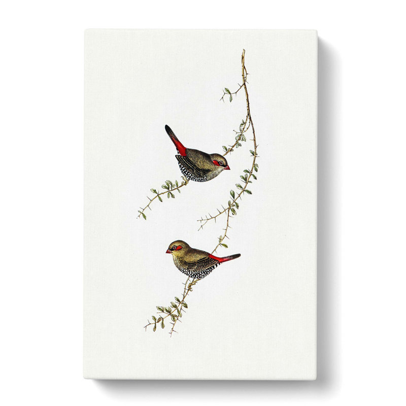Finches by Elizabeth Gould - Wrapped Canvas, 50cm H x 35cm W x 3cm D