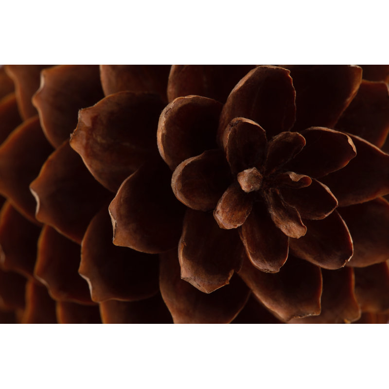 Spruce Cone With Open Scales by Elena Chelysheva - Wrapped Canvas Print, 30cm H x 46cm W