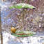 Mangeoire à oiseaux Nali Tray