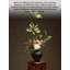 Arrangement floral de vase en céramique Zen Wabi Sabi