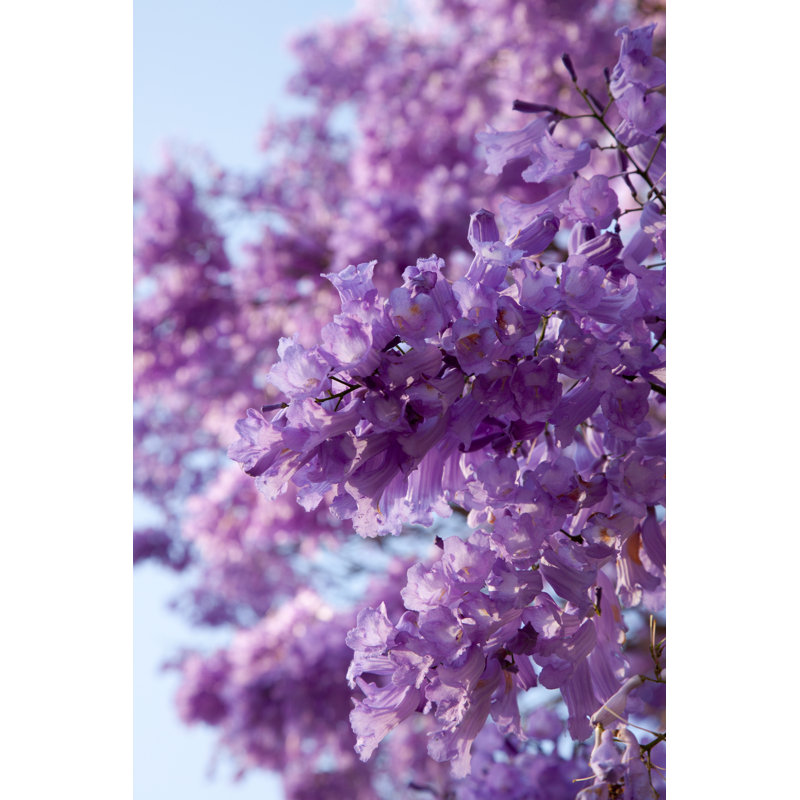 Arsim Close-up Of Jacaranda Tree - Wrapped Canvas Print, 30cm H x 20cm W x 3.8cm D