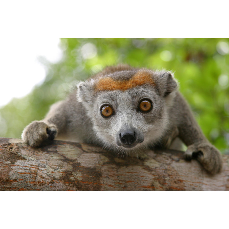 " Crowned Lemur ", 36" W x 24" H