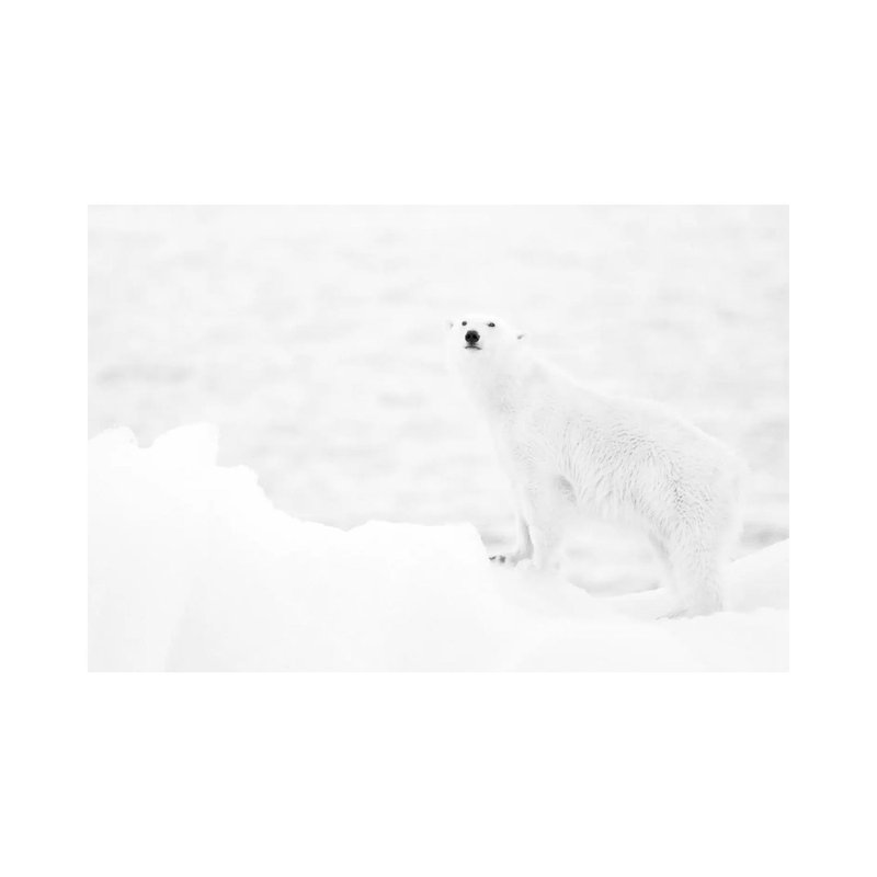 Polar Bear In B And W by Joan Gil Raga - Wrapped Canvas Print, 20.32cm H x 30.48cm W x 1.91cm D