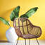 Tige de feuille de Cupp Strelitzia
