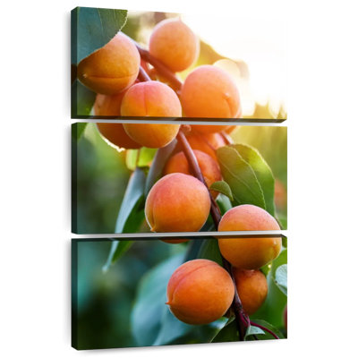 Yarlin abricots sur une branche