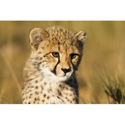 Cheetah cub 1 Piece Wrapped Canvas Wall Art