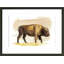 «Bison S croquis I» par Grace Popp - peinture encadrée-778907003-684181103