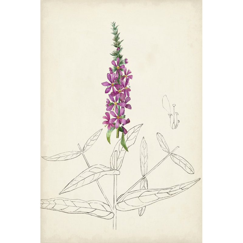 Botanical Sketches V - Graphic Art Print, Wrapped Canvas, 30 cm H x 20 cm W