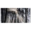 «Sunbeam Through Black White Forest», photographie-35125679-35125685