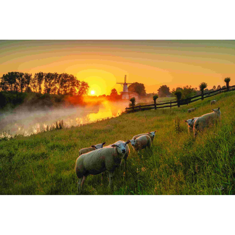«Sheep At Sunrise» par Martin Podt - reproduction, H 8 po x l 12 po