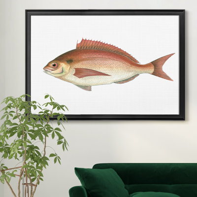 «Small Small Antique Fish III», reproduction d'art graphique sur toile encadrée