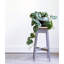 Decatur Plant Stand-1784552775-1784552771