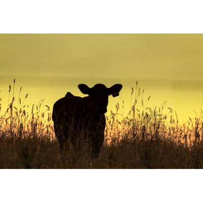 Silhouette de vache - photographie sur toile tendue