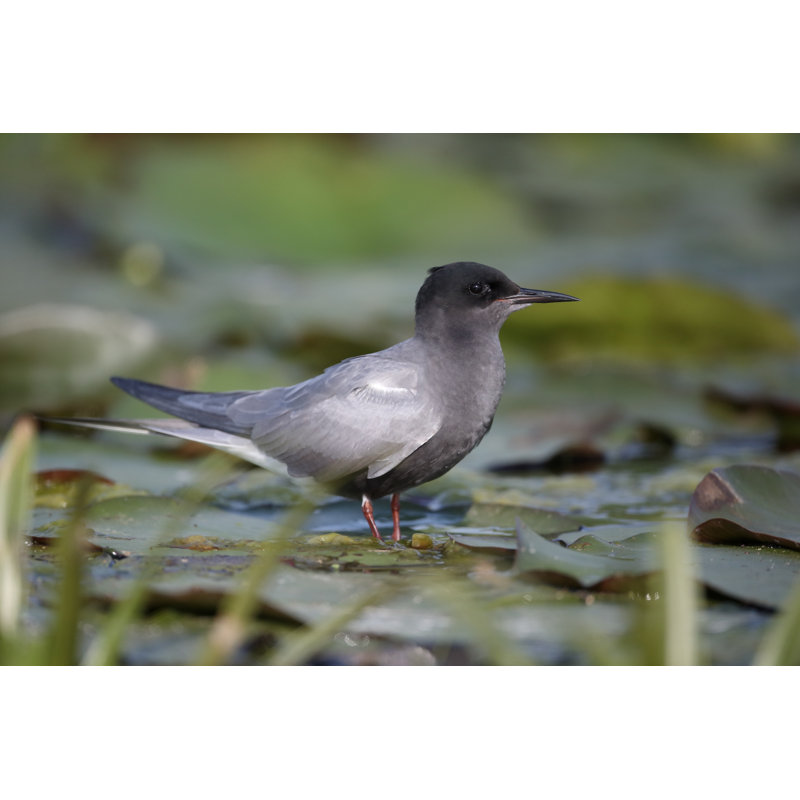 Buchan Black Tern, Chlidonias Niger 1 Piece Wrapped Canvas Wall Art, 20cm H x 30cm W x 3.8cm D