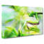 Peering Praying Mantis - Wrapped Canvas-56634192