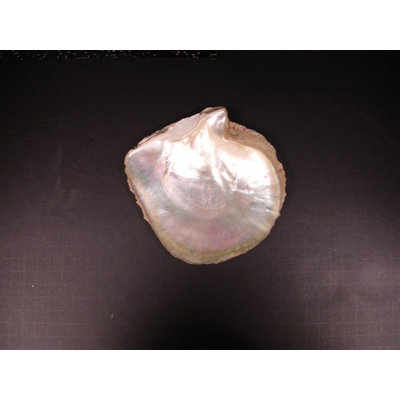 4'' x 4'' Hand Painted Natural Shell Listello