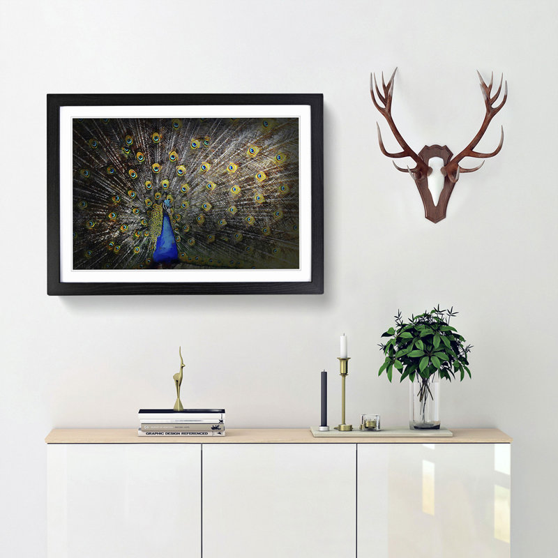 Peacock with Outstretched Feathers - Framed Print, 27cm H x 36cm W x 2cm D, Black Framed