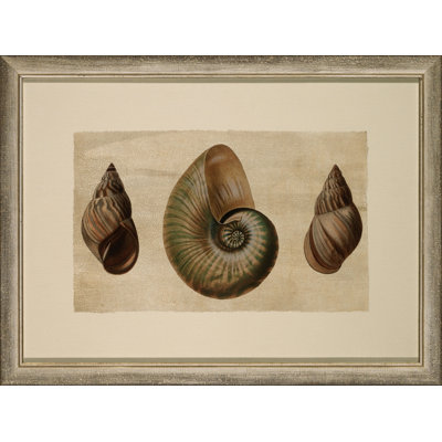 Crackled Triple Shell 1 Painting