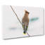 Bohemian Waxwing Bird - Wrapped Canvas-55362502