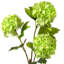 Viburnum vaporisateur 33 po -1985670666