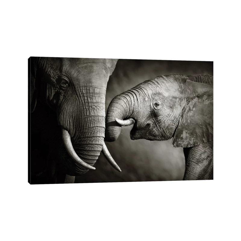 Elephant Affection by Johan Swanepoel - Wrapped Canvas Print, 101.6 cm H x 66.04 cm W x 3.175 cm D