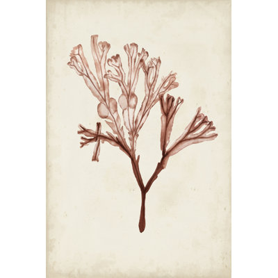 Seaweed Specimens V - Wrapped Canvas Print