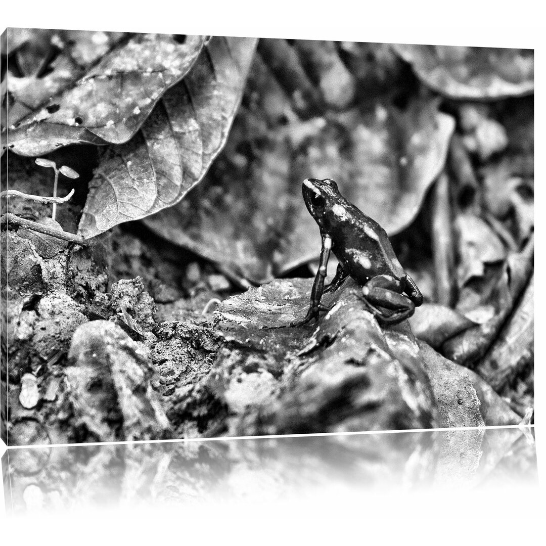 Leinwandbild Kleiner schwarzer Baumsteiger Frosch in Monochrom