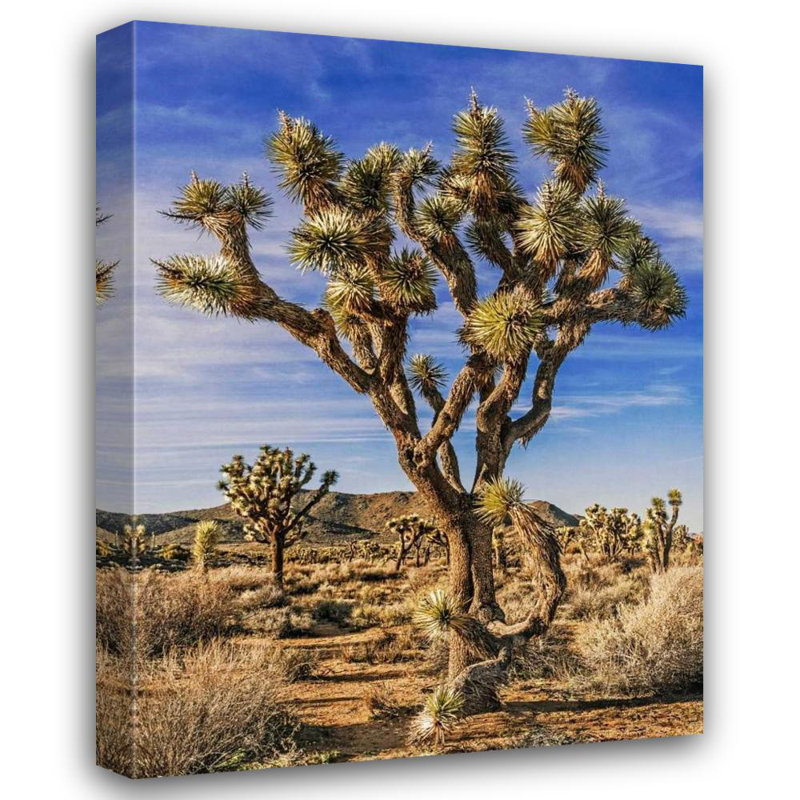 Art sur toile tendue par Foundry Select Perry, Rachel Gallery: Views of Joshua Tree III, H 18 po x l 15 po