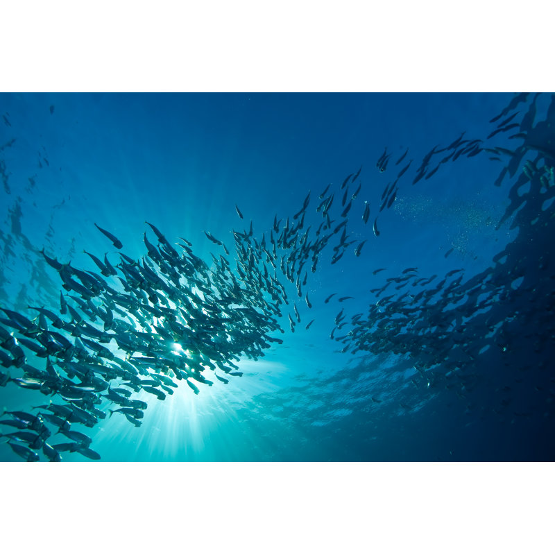 Striped Mackerel - Wrapped Canvas Print, 30cm H x 46cm W x 3.8cm D