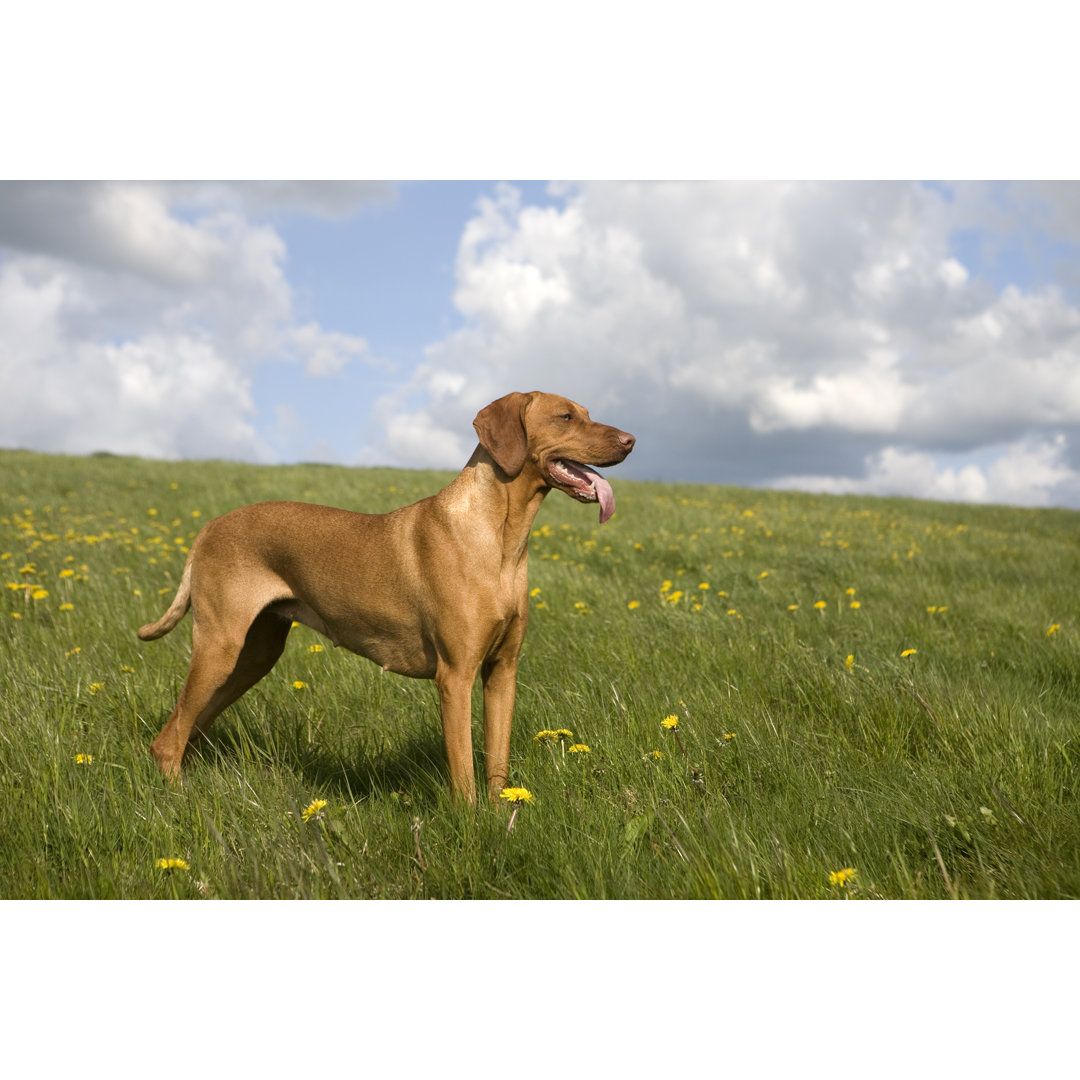 Retriever von Belterz - Druck auf Leinwand ohne Rahmen