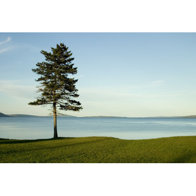 Arbre solitaire simple par Domd
