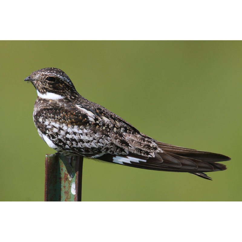 Common Nighthawk - Photographie sur toile tendue, H 20 po x l 30 po