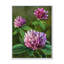 Fleurs sauvages mauves II - Peinture-1290547384-1290547423