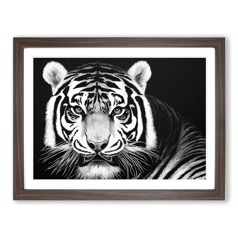 Tiger - Single Picture Frame Print, 34cm H x 46cm W, Walnut Framed