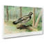 Spruce Grouse by J.L. Ridgway - Wrapped Canvas-55318761