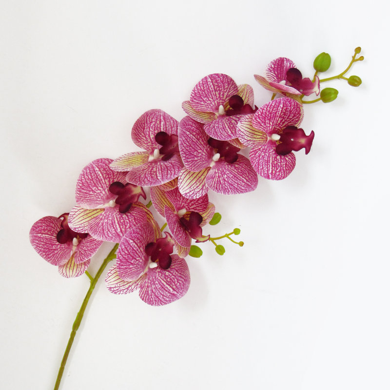 Tige d'orchidées phalaenopsis, Fuchsia