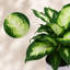 Dieffenbachia 'Camille' 4‑Inch Live Plant