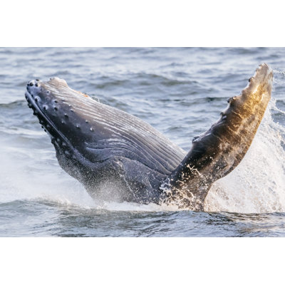 Humpback Whale Calf Breaching by Andrew Peacock - Wrapped Canvas Print