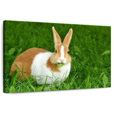 Rabbit Eating Leaf