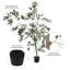 Olive artificielle en pot 4 pi Avinoam